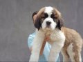 %100 SAFKAN ST BERNARD YAVRULARI...