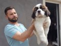 %100 SAFKAN ST BERNARD YAVRULARI...