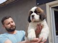 %100 SAFKAN ST BERNARD YAVRULARI...