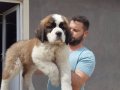 %100 SAFKAN ST BERNARD YAVRULARI...