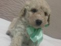 Irk garantili safkan Apricot Poodle
