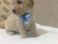 Irk garantili safkan Apricot Poodle