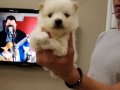 Satılık spitz yavrular
