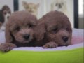 %100 Safkan maltipoo yavrular... 