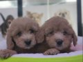 %100 Safkan maltipoo yavrular... 