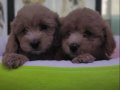 %100 Safkan maltipoo yavrular... 