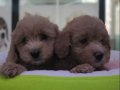 %100 Safkan maltipoo yavrular... 