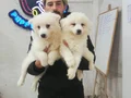 SAFKAN Irk Garantili Samoyed  yavrularımız