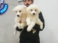 SAFKAN Irk Garantili Samoyed  yavrularımız