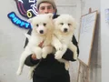 SAFKAN Irk Garantili Samoyed  yavrularımız