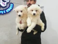 SAFKAN Irk Garantili Samoyed  yavrularımız