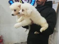 SAFKAN Irk Garantili Samoyed  yavrularımız