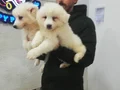 SAFKAN Irk Garantili Samoyed  yavrularımız
