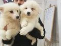 SAFKAN Irk Garantili Samoyed  yavrularımız