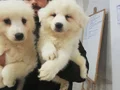 SAFKAN Irk Garantili Samoyed  yavrularımız