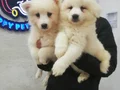 SAFKAN Irk Garantili Samoyed  yavrularımız