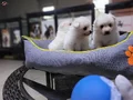Safkan ırk garantili spitz yavruları