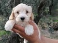 Safkan ırk garantili  bebekler
