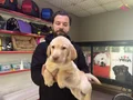 Safkan ırk garantili labrador yavrulari