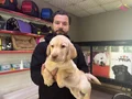 Safkan ırk garantili labrador yavrulari