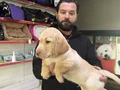 Safkan ırk garantili labrador yavrulari