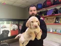 Safkan ırk garantili labrador yavrulari