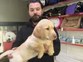 Safkan ırk garantili labrador yavrulari
