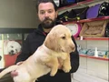 Safkan ırk garantili labrador yavrulari