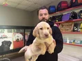 Safkan ırk garantili labrador yavrulari