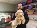 Safkan ırk garantili labrador yavrulari