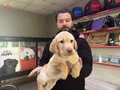 Safkan ırk garantili labrador yavrulari