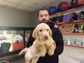 Safkan ırk garantili labrador yavrulari