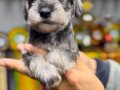 Safkan ırk garantili schnauzer yavrulari