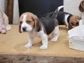 Safkan ırk garantili beagle yavrular