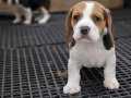 Safkan ırk garantili Beagle yavrular 