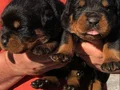 Safkan ırk garantili rottweiler yavrulari 