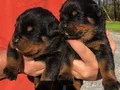 Safkan ırk garantili rottweiler yavrulari 