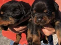 Safkan ırk garantili rottweiler yavrulari 