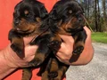 Safkan ırk garantili rottweiler yavrulari 