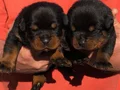 Safkan ırk garantili rottweiler yavrulari 