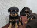 Safkan irk garantili rottweiler yavrular