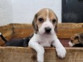 Safkan ırk garantili Beagle yavrular 