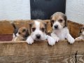 Safkan ırk garantili Beagle yavrular 