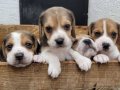 Safkan ırk garantili Beagle yavrular 