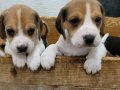 Safkan ırk garantili Beagle yavrular 