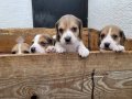 Safkan ırk garantili Beagle yavrular 