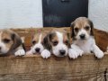 Safkan ırk garantili Beagle yavrular 