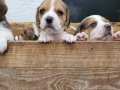Safkan ırk garantili Beagle yavrular 