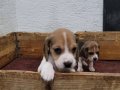 Safkan ırk garantili Beagle yavrular 