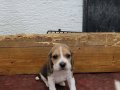 Safkan ırk garantili Beagle yavrular 